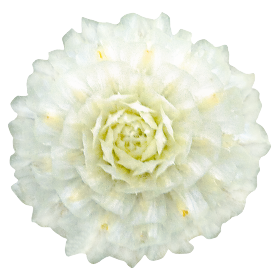   Buddy White