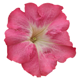   SUCCESS!® HD Salmon Morn