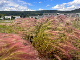 Hordeum jubatum Ricky