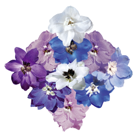 Delphinium hybrida Benary&#039;s Pacific 