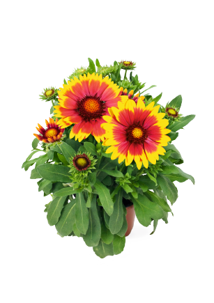 
                        Gaillardia
             
                        x grandiflora
             
                        Arizona
             
                        Sun
            