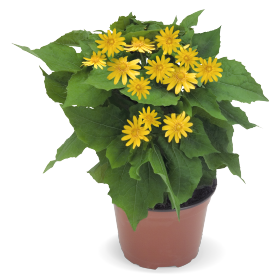 Melampodium paludosum Golden Globe 