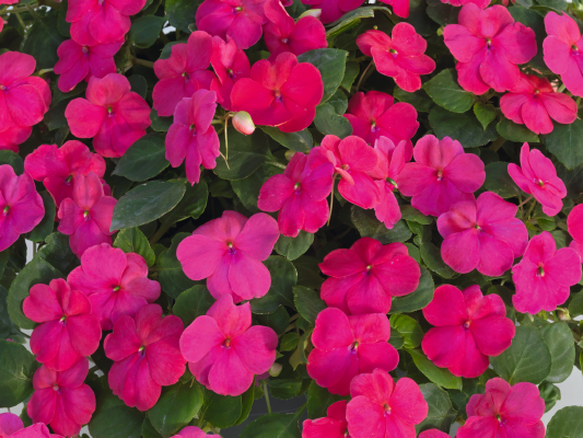 
                        Impatiens
             
                        walleriana F₁
             
                        Lollipop
             
                        Fruit Punch (Rose)
            