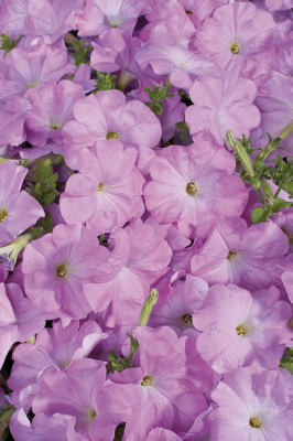 
                        Petunia
             
                        x hybrida F₁
             
                        Celebrity
             
                        Lilac
            