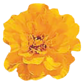 Tagetes patula Safari Gold