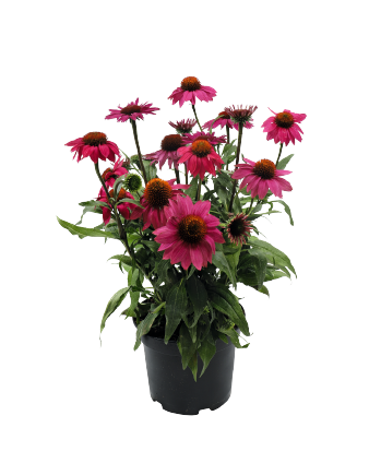 Echinacea
purpurea
PollyNation
Magenta