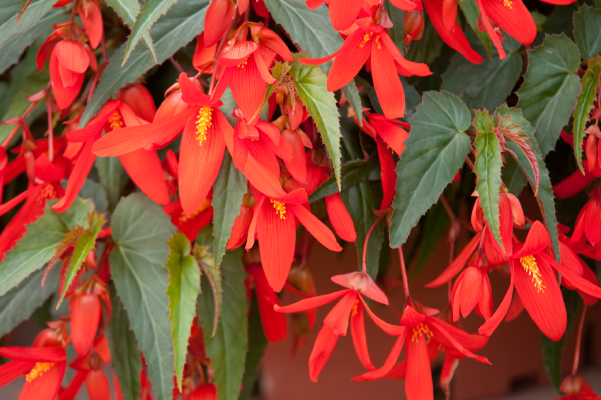 
                        Begonia
             
                        boliviensis F₁
             
                        Sun Cities Collection
             
                        Santa Cruz®
            