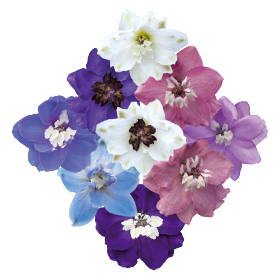 Delphinium elatum Magic Fountains 