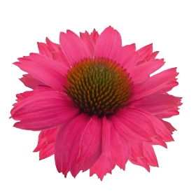   PollyNation™ Magenta