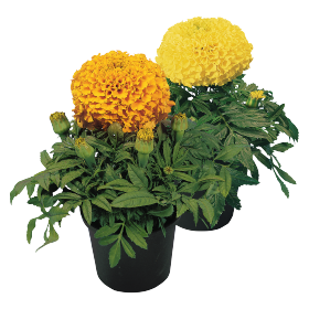 Tagetes erecta F₁ Discovery 