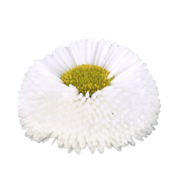 
                        Bellis
             
                        perennis
             
                        BellaDaisy
             
                        White
            