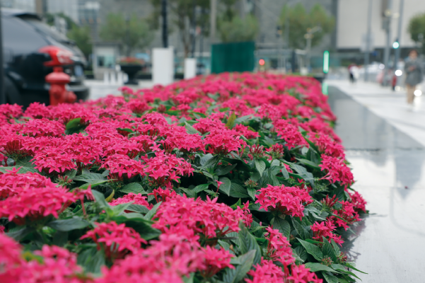 
                        Pentas
             
                        lanceolata F₁
             
                        Graffiti®
             
                        Lipstick
            