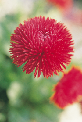 
                        Bellis
             
                        perennis
             
                        Roggli
             
                        Red
            