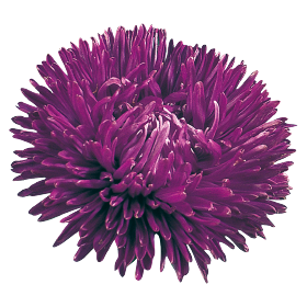   Gala Purple