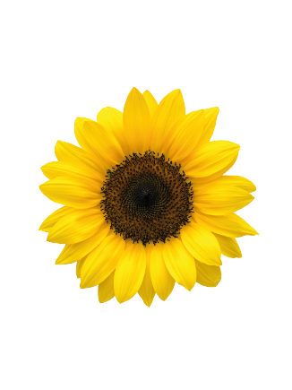 Helianthus
annuus F₁
Bert®