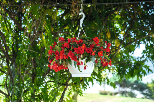 
                        Begonia
             
                        tuberhybrida F₁
             
                        Nonstop Joy®
             
                        Red
            