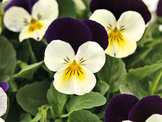 Viola
             
                        cornuta F₁
             
                        Admire®
             
                        White Purple Wing