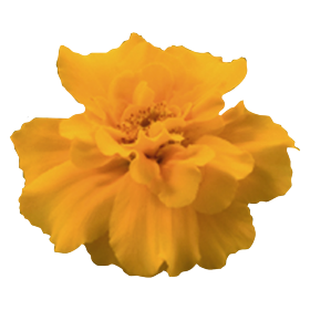 Tagetes patula Safari Orange