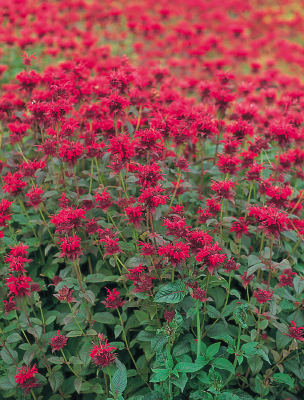 
                        Monarda
             
                        didyma
             
                        Panorama
             
                        Red
            