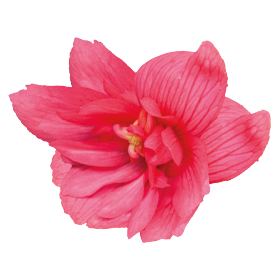   Funky® Pink