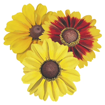 
                        Rudbeckia
             
                        hirta
             
                        Toto®
             
                        Mix
            