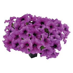   SUCCESS! 360° Purple Vein