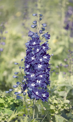 
                        Delphinium
             
                        hybrida
             
                        Benary's Pacific
             
                        King Arthur
            