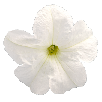 
                        Petunia
             
                        x hybrida grandiflora F₁
             
                        SUCCESS! 360°
             
                        White
            