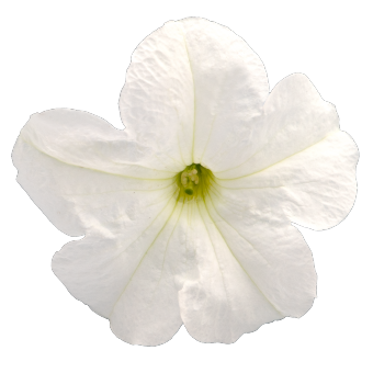 
                        Petunia
             
                        x hybrida F₁
             
                        SUCCESS! 360°
             
                        White
            
