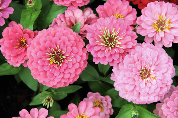 
                        Zinnia
             
                        elegans
             
                        Oklahoma
             
                        Pink
            