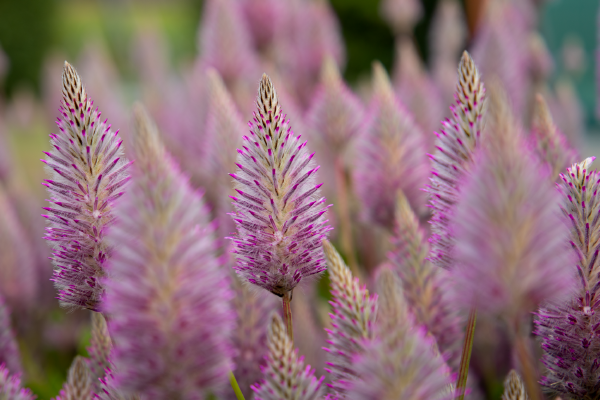 
                        Ptilotus
             
                        exaltatus
             
                        Matilda
            