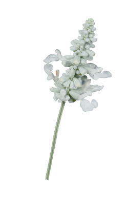 
                        Salvia
             
                        farinacea
             
                        Evolution®
             
                        White
            