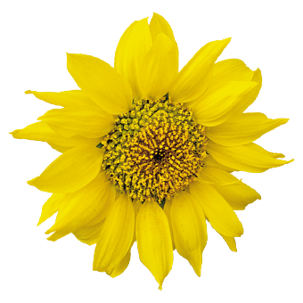 
                        Helianthus
             
                        annuus
             
                        Pacino®
             
                        Gold
            