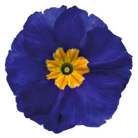   Piano Blue