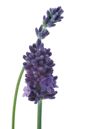 
                        Lavandula
             
                        angustifolia
             
                        Vicenza
            