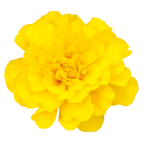 Tagetes patula Safari Yellow