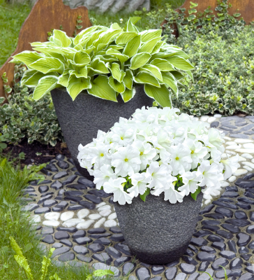 Petunia
             
                        x hybrida F₁
             
                        SUCCESS!® HD
             
                        White