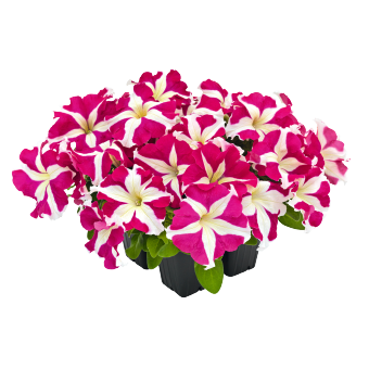 
                        Petunia
             
                        x hybrida F₁
             
                        SUCCESS!® HD
             
                        Rose Star
            