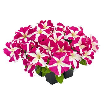 
                        Petunia
             
                        x hybrida F₁
             
                        SUCCESS! HD
             
                        Rose Star
            