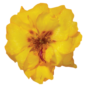 Stopwatch Yellow
