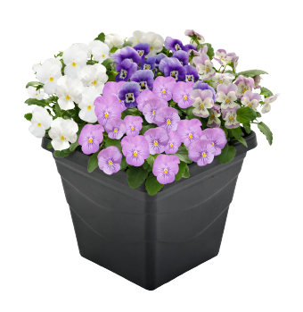 Viola
cornuta F₁
Admire®
Spring Fling Mix