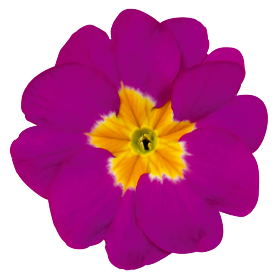 Primula elatior F₁ Crescendo® Rose Shades