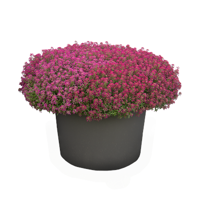 
                        Lobularia
             
                        maritima
             
                        Wonderland
             
                        Deep Rose
            