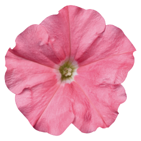   Celebrity Salmon