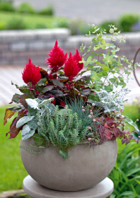 Celosia plumosa Smart Look