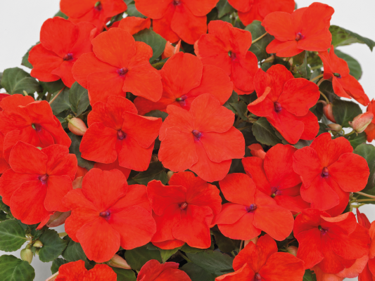 
                        Impatiens
             
                        walleriana F₁
             
                        Lollipop
             
                        Tangerine (Deep Salmon)
            