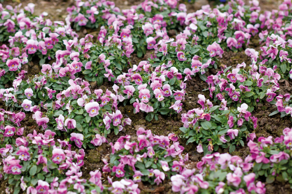 Viola cornuta F₁ Admire® Pink Surprise | Benary