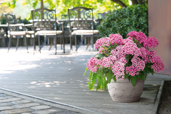 
                        Pentas
             
                        lanceolata F₁
             
                        Graffiti®
             
                        Flirty Pink
            