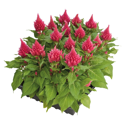 
                        Celosia
             
                        plumosa
             
                        Glorious
             
                        Pink
            