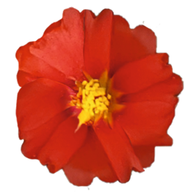   Sundial Deep Red